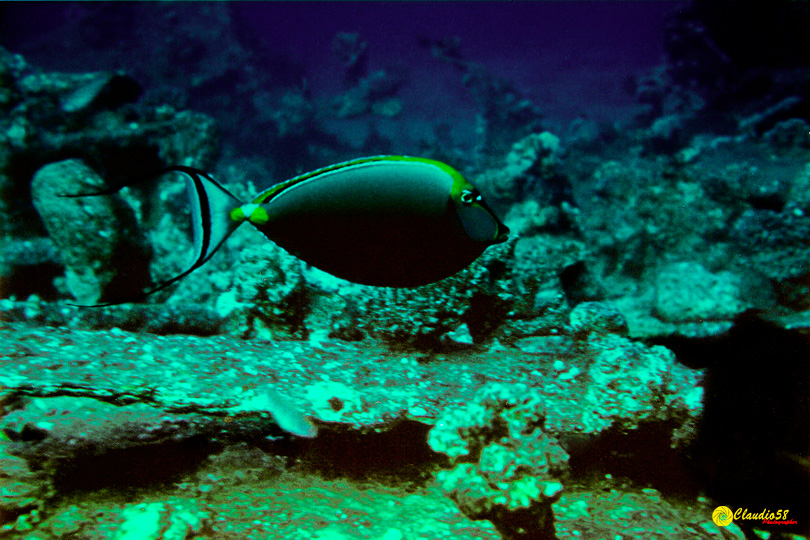 Oracolo della Sibilla Egitto pesce chirurgo